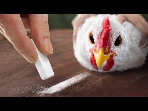 Видео: Вы Когда-Нибудь Видели Такое? 8 Неизвестных Вещей о Животных, про Которые Вы Узнаете Впервые
