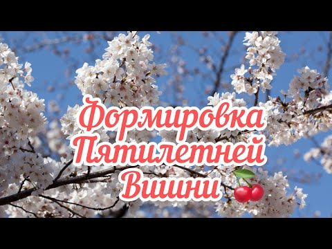 Видео: Как формировать вишню не высокой.