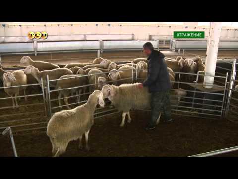 Видео: Новые технологии в Приднестровье: производство овечьего сыра и брынзы
