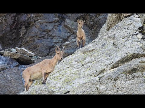 Видео: Шесть дней в царстве туров.