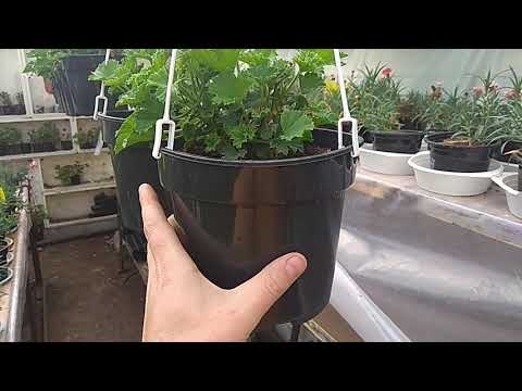 Видео: Заношу Пеларгонию(герань) на зимовку и ЛИСТЬЯ ЗЕЛЕНЕЮТ.