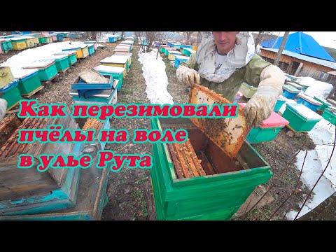 Видео: РАЗБОР УЛЬЯ РУТА С ПЧЕЛОСЕМЬЁЙ ПОСЛЕ ЗИМОВКИ НА ВОЛЕ, ПЕРЕГОНЯЕМ В ЧИСТЫЙ УЛЕЙ