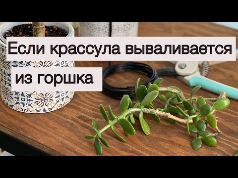 Видео: №85. Крассула не держит ветки и вываливается из горшка. Причины и как это исправить.