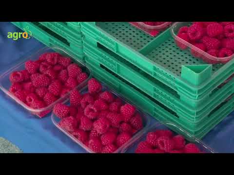 Видео: Божидар Петков: Успяваме да създадем добър бизнес климат за производителите на малини и ягодоплодни