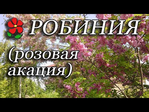 Видео: Робиния псевдоакация (розовая и другие)