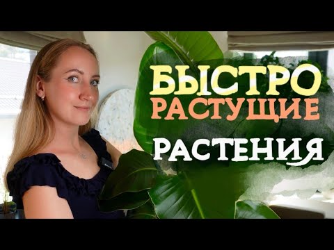 Видео: Самый БЫСТРЫЙ рост в моей коллекции | До/после, уход