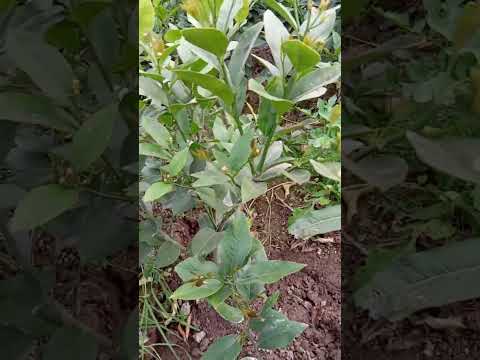 Видео: Лимон кочатларни дастафкага тайорлаяпмиз кайта екинлар екиляпти кейинги йилга