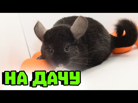 Видео: Как перевезти шиншиллу на дачу? | Можно ли гулять на природе?