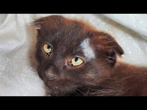 Видео: Пани сплять