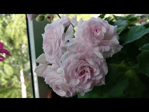 Видео: Мои пеларгонии. Что я с ними делаю летом?