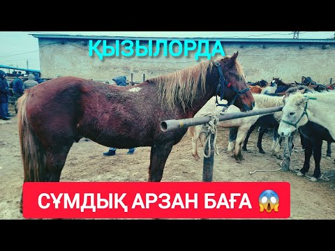 Видео: ҚЫЗЫЛОРДА МАЛ БАЗАРЫ, СИЫР ҚОЙ ЖЫЛҚЫ БАҒАЛАРЫ.