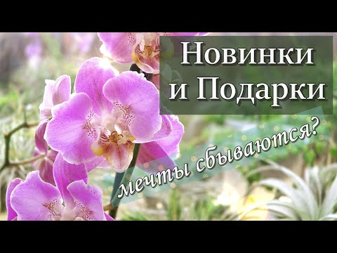 Видео: Новые КРУТЫЕ Орхидеи из Байкальских Цветов и от ZeboOrchids