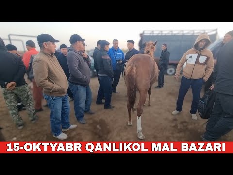Видео: 15-ОКТЯБРЬ/КАНЛЫКОЛ МАЛ БАЗАРЫ/СКОТНЫЙ РЫНОК/BUQALAR/BIG BULLS IN THE WORLD/BIG COW