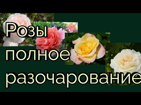 Видео: Розы полное разочарование. Убрала из сада  и не жалею.