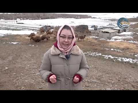 Видео: ТҮЙЕ БАҚҚАН МИЛЛИОНЕР / АГРО АЙМАҚ / 29.01.2025