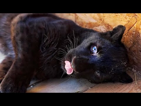 Видео: Пантера с поломанными лапками РЕШИЛА ЗАБРАТЬ МЯСО и ЗАКРЫТЬСЯ от нас))) Наоми пробует твердую пищу