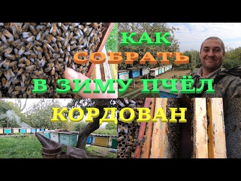 Видео: СОБИРАЕМ СЕМЬЮ ПЧЁЛ КОРДОВАН В ЗИМУ С МАТКОЙ Ф1!