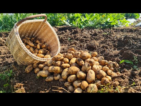 Видео: Увеличьте урожайность картофеля всего одним простым шагом – вот что вам нужно знать!