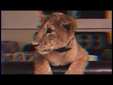 Видео: Khalif Львинная доля (slow remix)