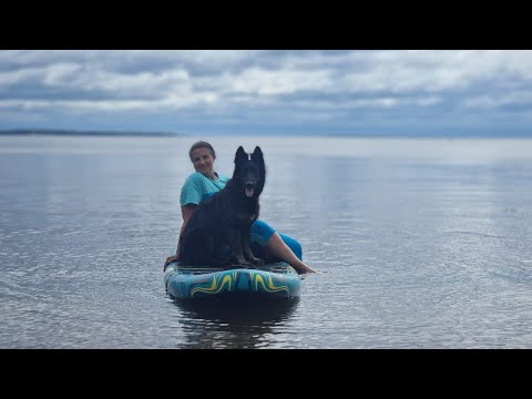 Видео: Как научить собаку кататься на сапе?