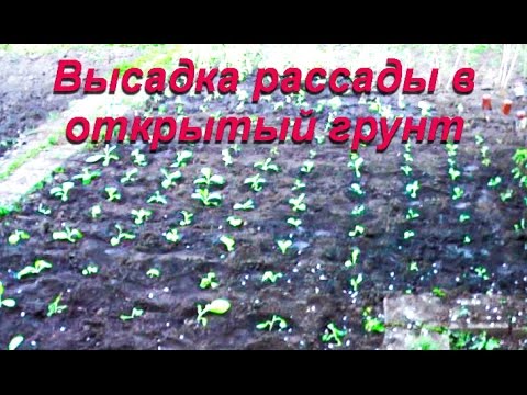 Видео: ДНЕВНИК ТАБАКОВОДА № 9 ( 9.05.16. Подробно о высадки в грунт рассады ) ТАБАК