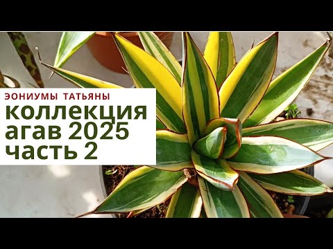 Видео: 232. Обзор коллекции агав - 2025. Часть 2