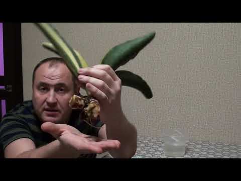 Видео: Сансевиерия- восстановление корневой системы.