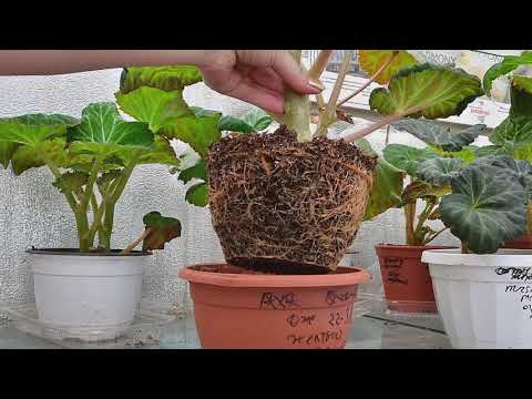 Видео: Как и зачем вынимать растения из горшка