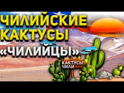 Видео: ЧИЛИЙСКИЕ КАКТУСЫ. Чилийцы. Copiapoa.Eriosyce.