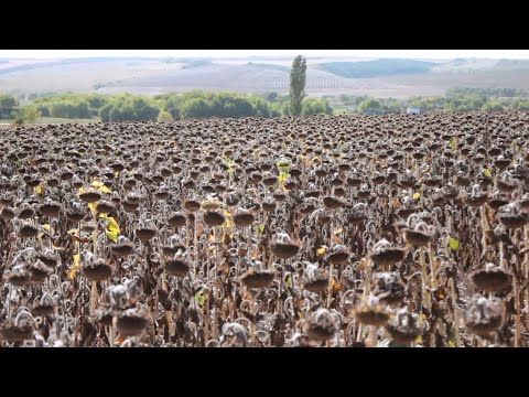 Видео: Пустозерность у подсолнечника. Одна из главных причин. Неполноценные семена - недобор урожая.