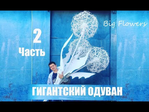 Видео: Гигантский Одуванчик 2 часть . Большие цветы. Big flowers. Ростовые цветы