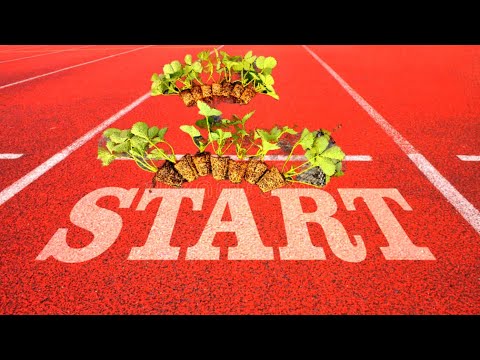 Видео: Старт рассады Трей и фриго.