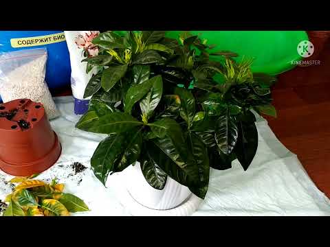 Видео: Гардения гүлінің күтімі ж/е перевалкасы.Уход за гарденией в домашних условиях.Гарденияны емдеу.