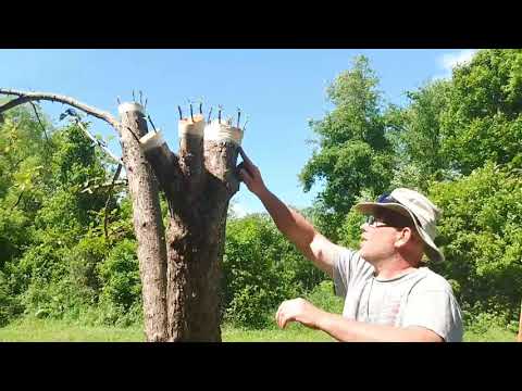 Видео: Превращаем дикие яблони во вкусные яблони