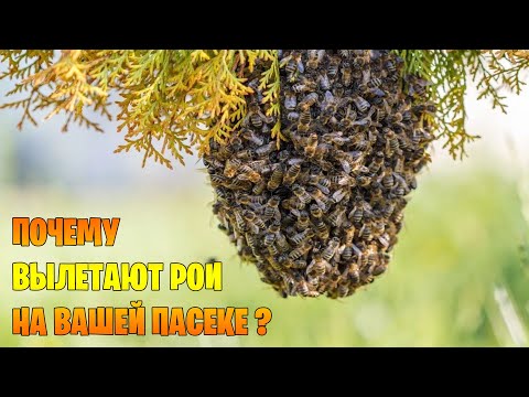 Видео: Почему вылетают рои на вашей пасеке?