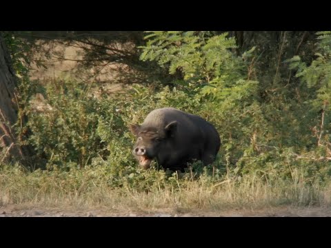 Видео: Milenita + Chichanenstein - СМЪРТ НЯМА / SMURT NYAMA