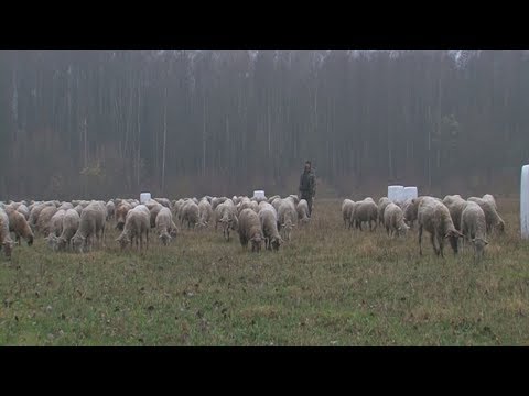 Видео: Фермер рассказал, почему выгодно заниматься овцеводством в Беларуси