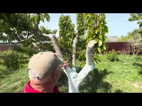 Видео: В гостях у Садовода. Прививки плодовых деревьев.