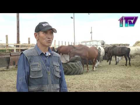 Видео: Рухани жаңғыру. Қымыз өндірісі