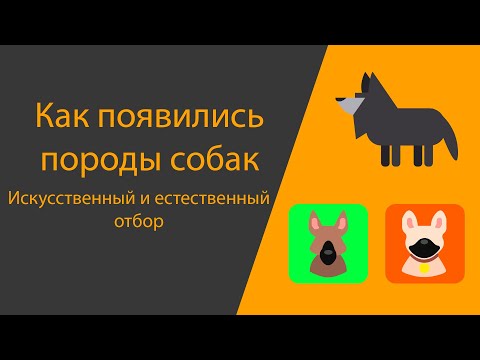 Видео: Эволюция | Искусственный и Естественный отборы