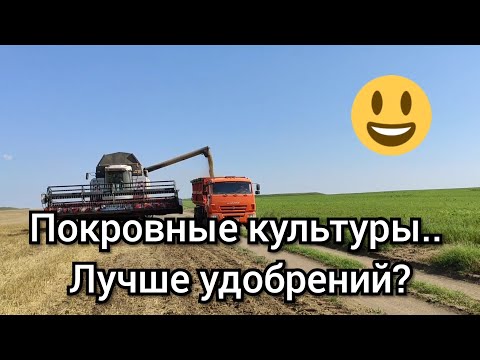 Видео: Результат применения покровных культур 2020