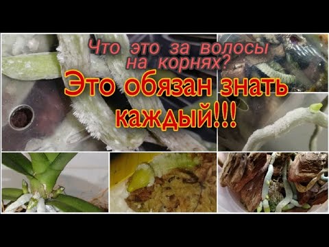 Видео: 😲Что растет на корнях орхидей гадость или радость❓ Как же с ЭТИМ быть?🔍