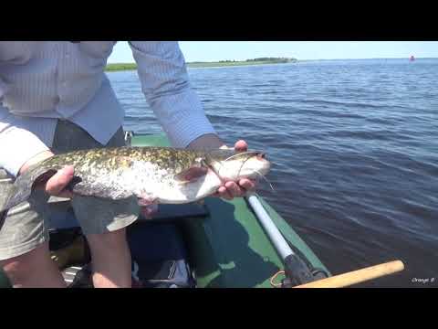 Видео: Сухолучье, Страхолесье, КВХ. Сом, Судак. Рыбалка в летний зной. Воздух +36. Вода +26 по Цельсию.