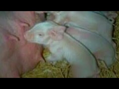 Видео: ОПОРОС подготовка.У свиноматки первый опорос.Схватки, Молозиво.Строит гнездо.