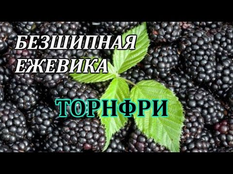 Видео: БЕЗШИПНАЯ ЕЖЕВИКА. СОРТ ТОРНФРИ. РАЗМНОЖЕНИЕ.