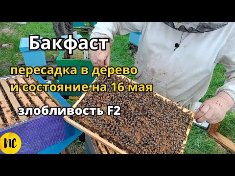 Видео: Пересадка из ульев ППС в дерево пчелосемей Бакфаст. Состояние на 16 мая. Злобливость Ф2 бакфаст.