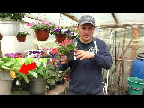 Видео: Пожелтели листья на петунии? Как исправить и в чём причина
