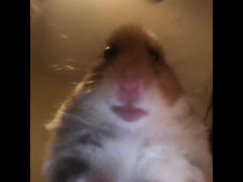 Видео: Смешные хомяки.