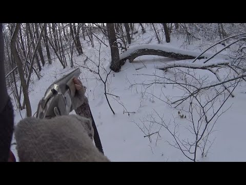 Видео: ОХОТА НА ЗАЙЦА. С МОЛОДОЙ ЭСТОНСКОЙ ГОНЧЕЙ.12.01.2022Г