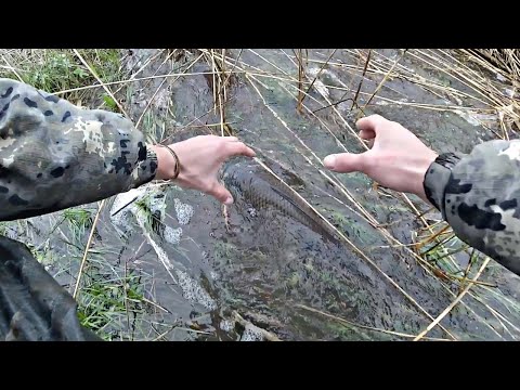 Видео: ПОШЕЛ ЛОВИТЬ ЩУКУ, А НАЛОВИЛ МЕШОК САЗАНОВ И КАРАСЕЙ РУКАМИ. ОТПУСТИЛИ В РОДНУЮ СТИХИЮ.